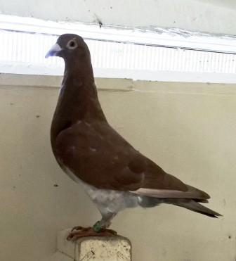 best racing pigeons for sale